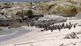 African Penguin colony standing, basking, resting and preening themselves during daytime.