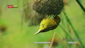 Cape weaver male doing courtship display under nest