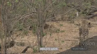Cheetah brothers stalking alert walking through bushes MS