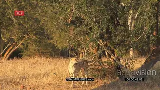 Cheetah urinating marking territory patrolling around hunting