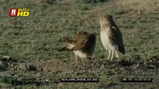 A pair of adult Burrowing owls preening, active during dawn and searching for food.