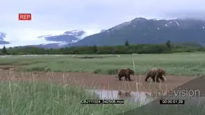 A Pair of Brown Bears walking around following each other