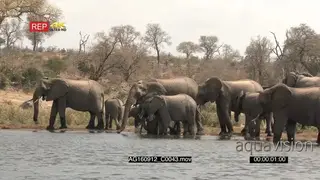 African Elephant herd with Calves together drinking in a lake and walk beside bank past.