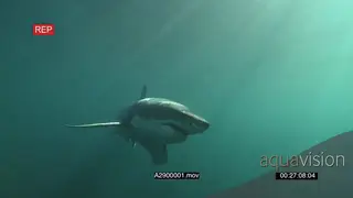 Great white shark gently swimming towards camera then turning and passing by UW PAN HAND