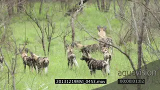 African Wild dog pack scouting patrolling around hunting GREEN LS PAN