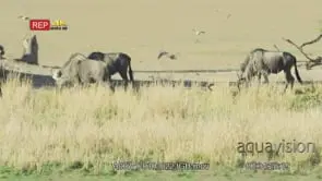 Wildebeest grazing with ring-necked doves flying in to drink