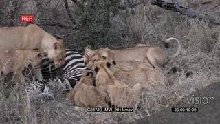 African Lion pride feeding on Zebra carcass in bushveld MWS PAN HAND