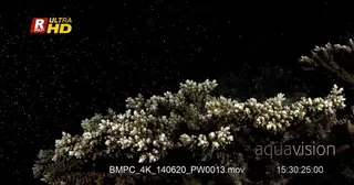 A Staghorn Coral, Acropora spp, sporing at night time.TD.