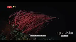 Wide stunning night shot of a violet red whip coral.