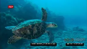 Hawksbill Sea Turtle swimming underwater in ocean HA MLS PAN LS