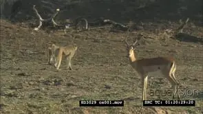 Impala antelope rams fighting dominant male chase rival, territorial display MWS