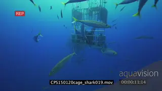 Divers underwater in ocean in a cage and Great White Sharks swimming near them LS HAND.