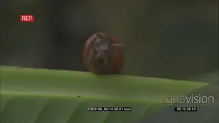 Snail retreated in shell sticking head out on a leaf DAY MS