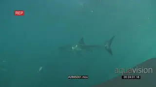 Great white shark gently swimming over and around camera underwater in ocean LA UW HAND