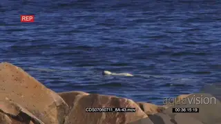 Polar bear swimming in ocean boulders in FG