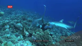 Silvertip shark attack diver on coral reef.
