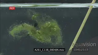 Green Scud moving around algae underwater LS