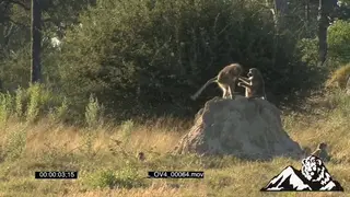 A troop of chacma baboons sitting on grassland and one sitting on a dirt mount fighting.