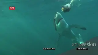 A pair of Great white sharks gently swimming in different direction underwater in ocean.