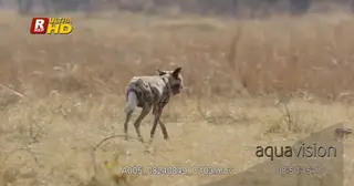 Bloody adult African Wild Dog side view, running on a dry grass while looking around.
