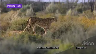 Cheetah running fast through field of tall grass SLOW MOTION