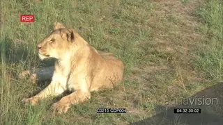 African Lionesses [2] Getting off the tree running and chasing one another on the.