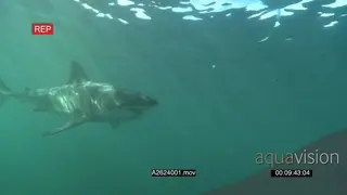 Great white shark gently swimming underwater in a ocean passing by camera PROFILE PAN HAND