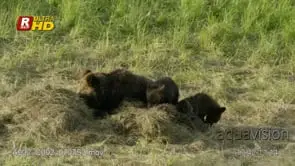 Adult female Grizzly bear mother and two cubs feeding on a bison carcass