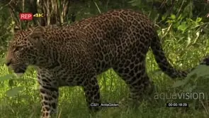 Leopard male in forest walking towards camera close by