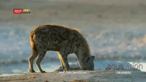 Spotted hyena drinks from a waterhole