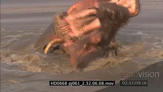 Aggressive Hippo bulls fighting over territory