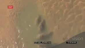 Hippo Pod sleeping in the Water HA WS