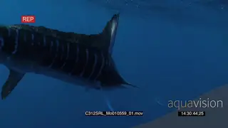 Marlin sailfish and Seals feeding on bait ball in deep blue ocean UW