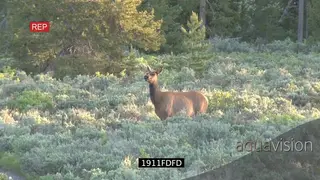 Elk standing on prairie looking at camera then walking away WS PAN