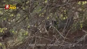 Flock of Helmeted guineafowl under the tree, foraging and feeding on ground insects.…