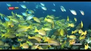 MS Schooling fish Bluelined Snapper searching for food GOOD LIGHT
