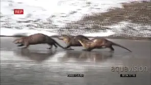 NORTH AMERICAN RIVER OTTER PLAYING AND CHASING ONE ANOTHER ON A FROZEN LAKE