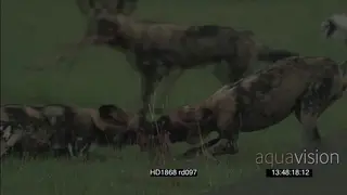 African Wild Dog pack hunting patrolling area chase catch kill feed on Steenbok.