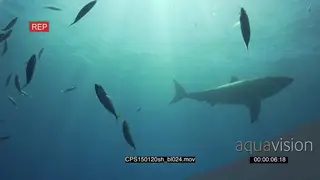Great White Sharks (2) cruising underwater in ocean GOOD LIGHT PROFILE
