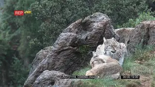 Eurasian Lynxes laying down on prairie grooming and showing affection 2S LS