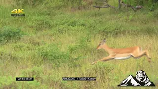 MLS SLOWMO impala Herd Stotting in the Morning GREEN
