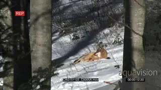 A pair Gray Wolves resting and grooming in snowy forest while other one walking around…