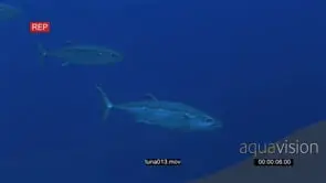 Dogtooth Tuna swimming in deep blue ocean following each other GENERAL BEHAVIOUR