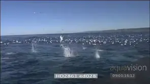 Sardine Run Cape Gannets diving into water HAND HELD