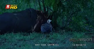 White-headed vulture walking, looking around and feeding on a dead carcass.