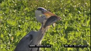 Grey heron (Ardea cinerea) with a large tilapia fish