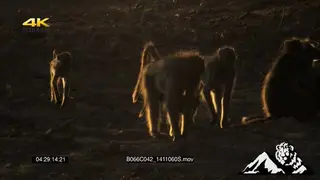 Chacma Baboon troop walking together and interacting.