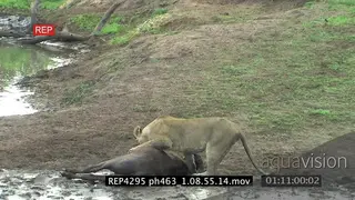 African lioness suffocating a buffalo calf near a river