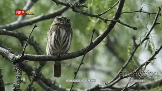 Ferruginous pygmy owl hunting for preys from a perch and looking around, during daytime.