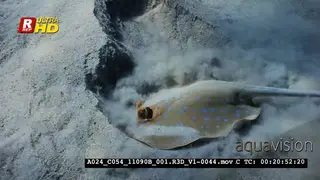 A Close Up of a Pregnant female Bluespotted Ribbon Ray.